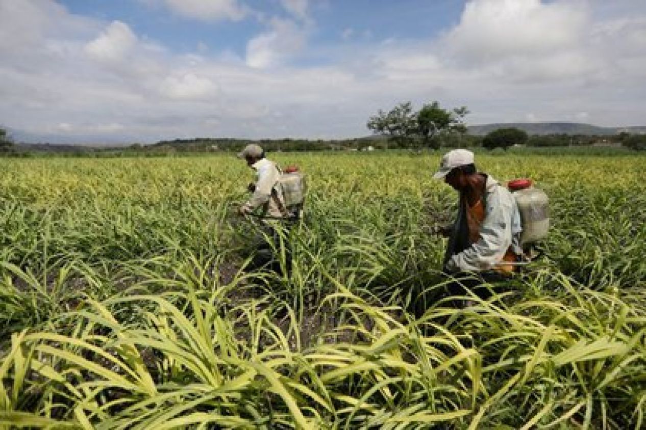 Consejo Nacional Agropecuario busca que edad mínima para trabajar en el campo sea de 15 años