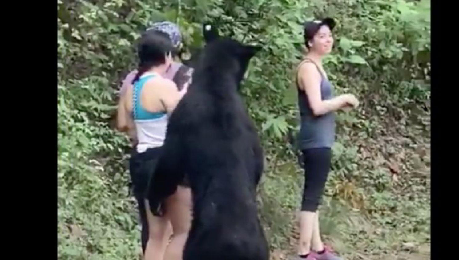Pretenden encerrar a oso que se tomó una selfie con una mujer