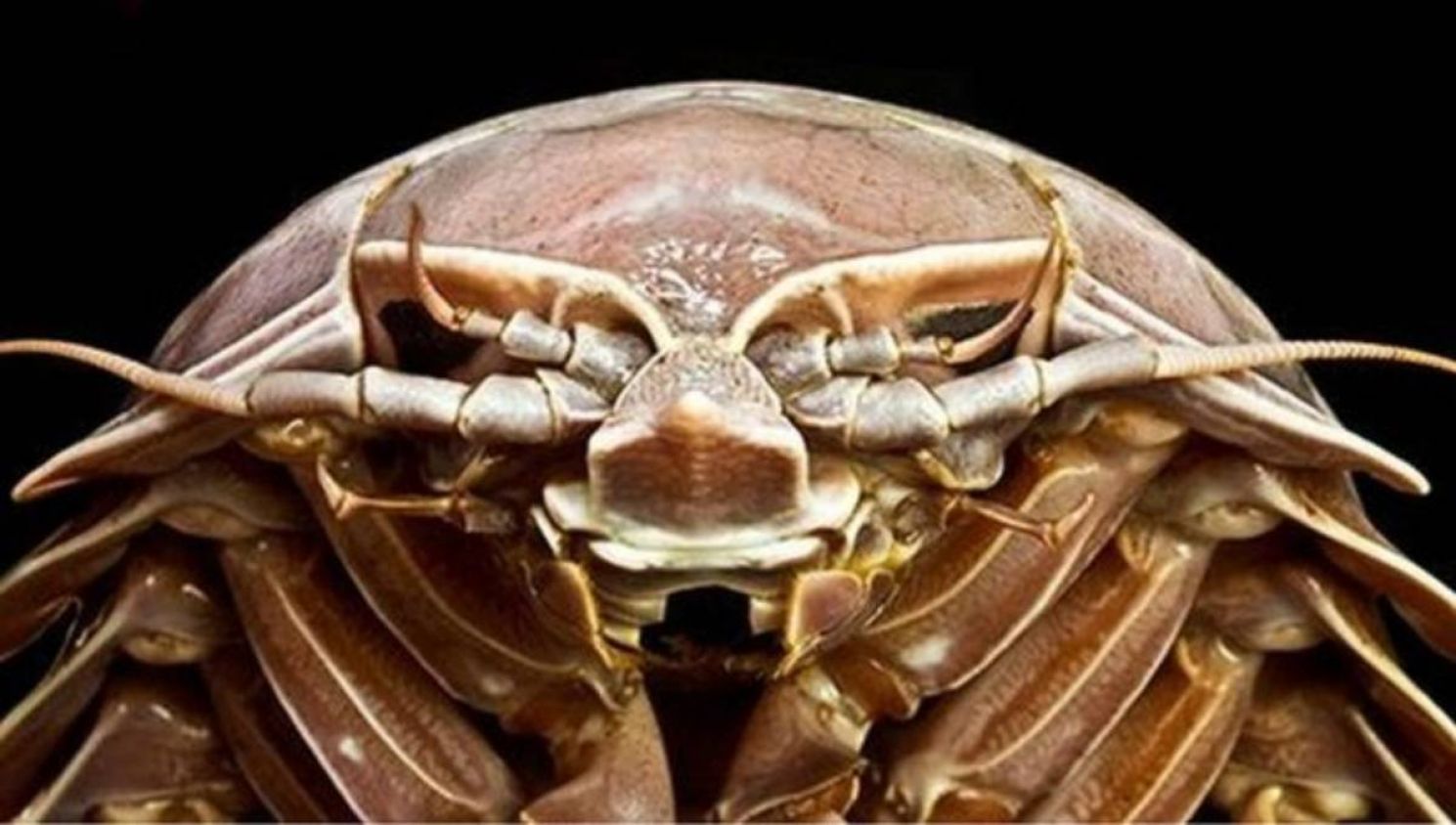 Primero peces gigantes, y ahora ¿cucarachas gigantes? La encuentran en Indonesia