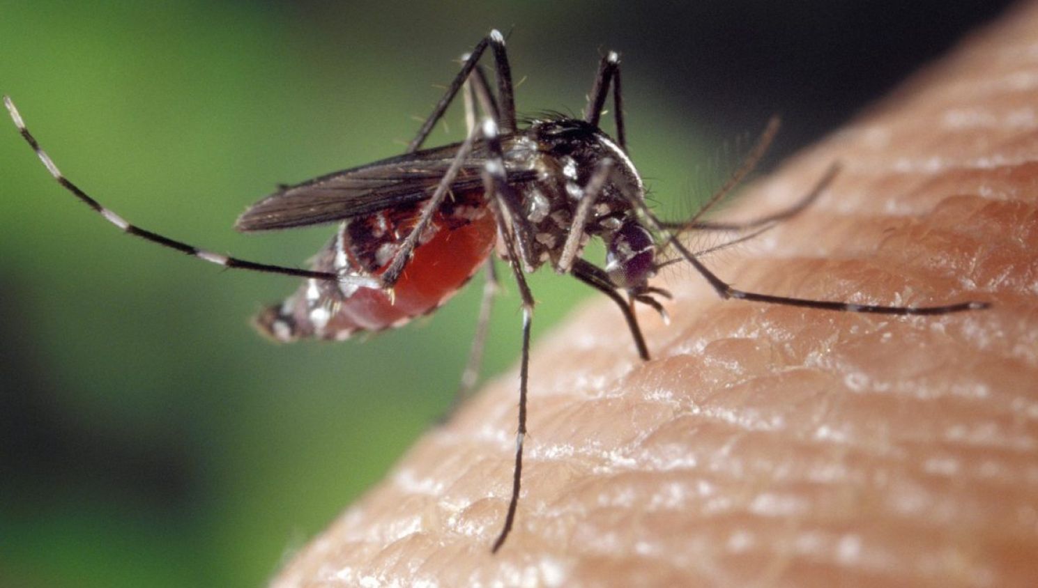 ¡Miedo! Aparece peligroso “Mosquito Tigre”, transmisor de 22 tipos de virus