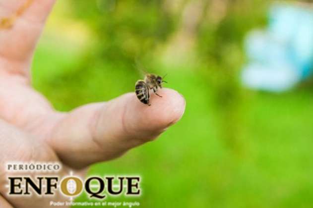4 aceites esenciales para calmar las picaduras de abejas