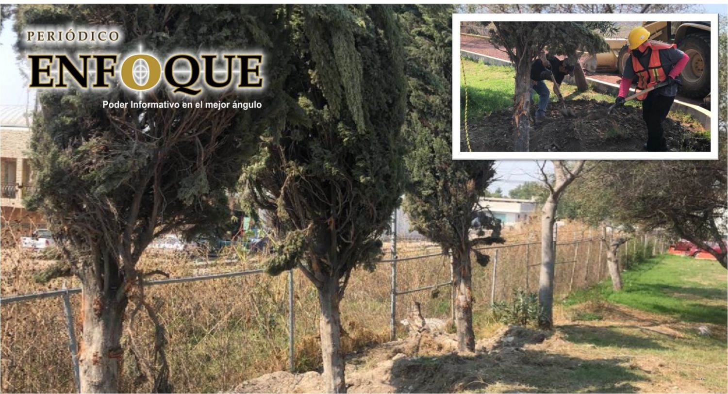 Autoridades de Tepeaca reubican árboles del Boulevard tras modernización de obra