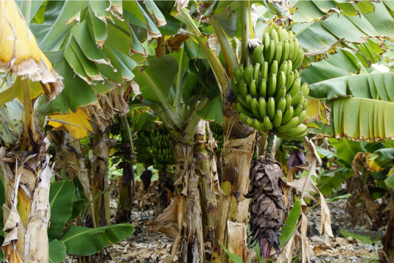 El 50% de las plantaciones de plátano en Tabasco fueron afectadas por las inundaciones