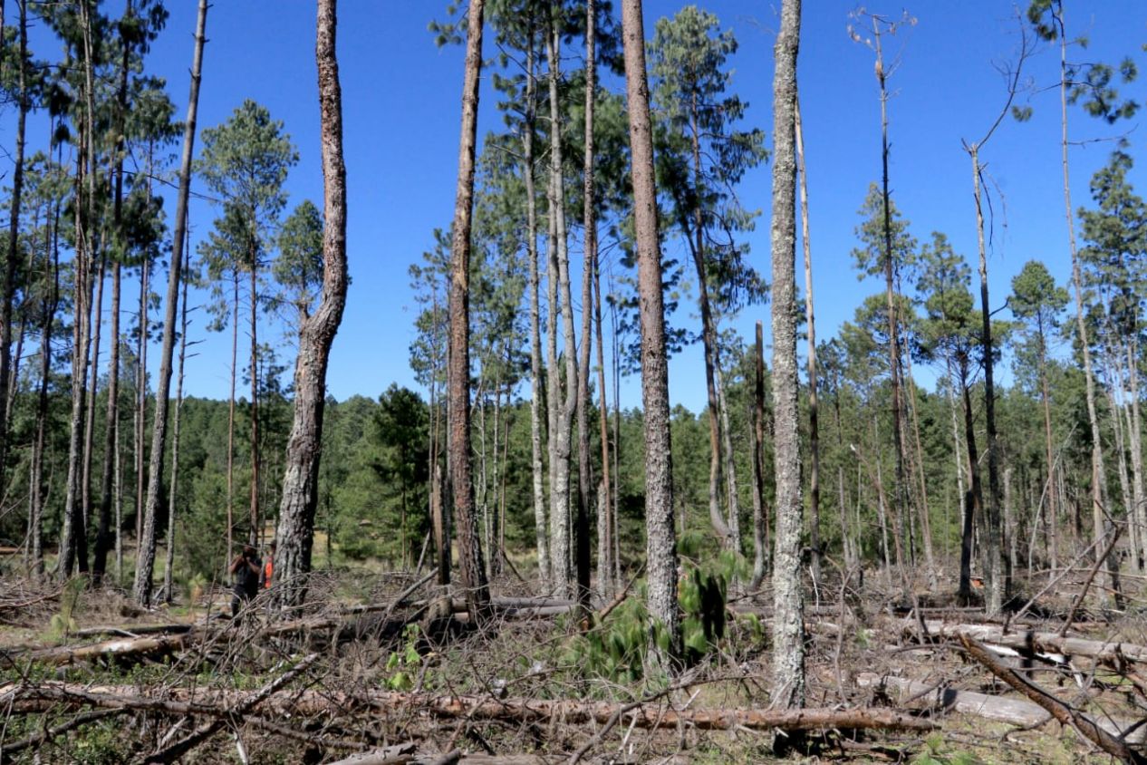 Promoverá Medio Ambiente acciones de recuperación forestal en Ahuazotepec