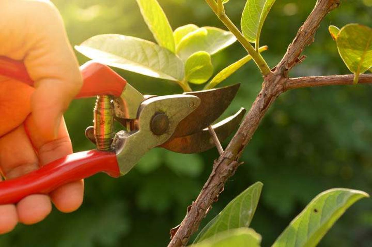 La importancia de la poda para el crecimiento de tus plantas
