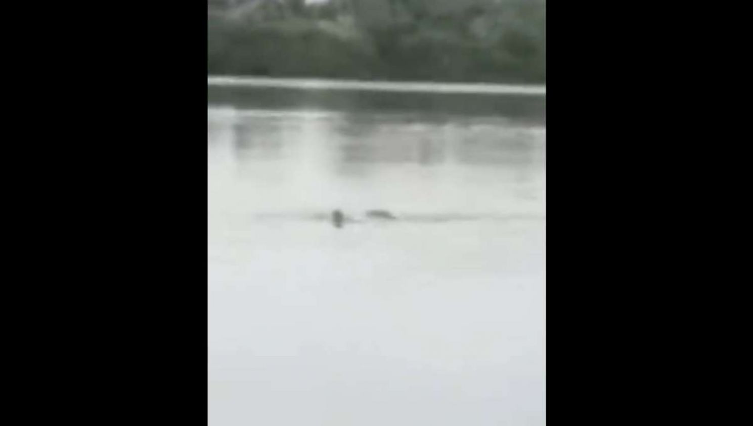 Contenido sensible: Cocodrilo ataca a hombre mientras nadaba en Tampico (Video)