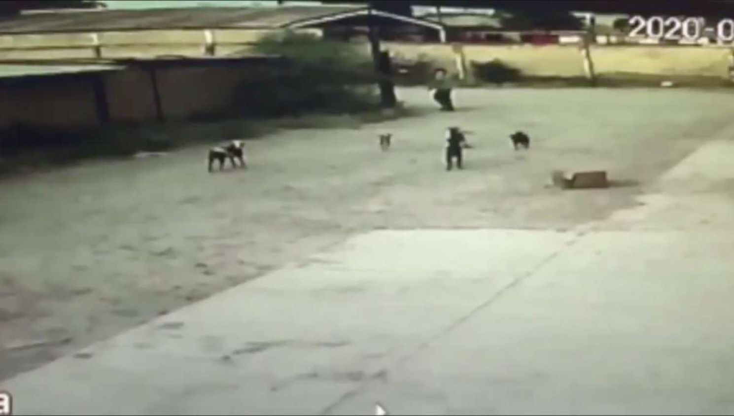 Jauría de perros asesina a hombre en Durango; canes serán sacrificados