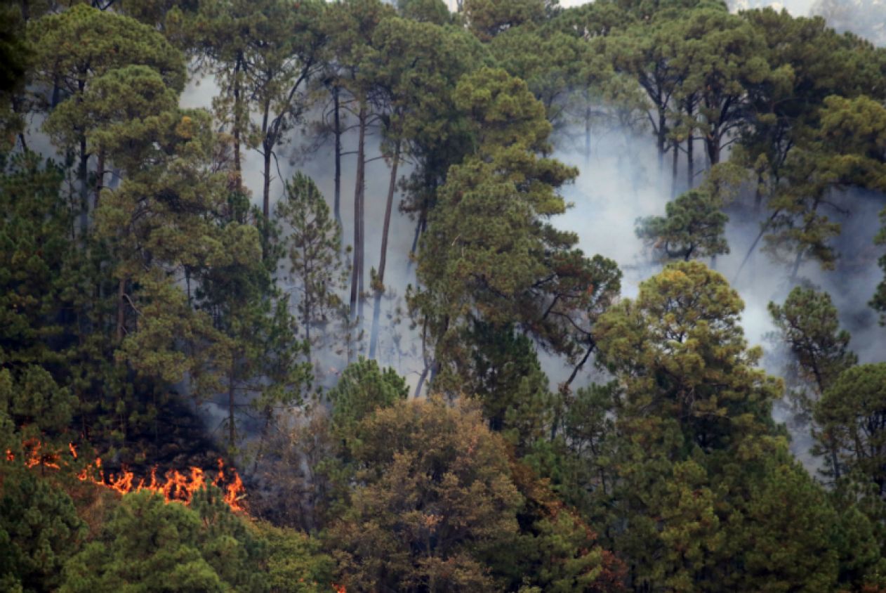 Reportan incendio forestal en sierra Gorda de Querétaro