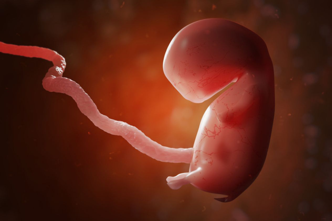 Científicos chinos y estadounidenses crean el primer embrión Humano- Simio 