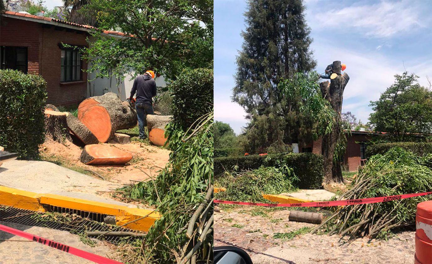 Frenan derribo de árboles en la UDLAP,  ante críticas 