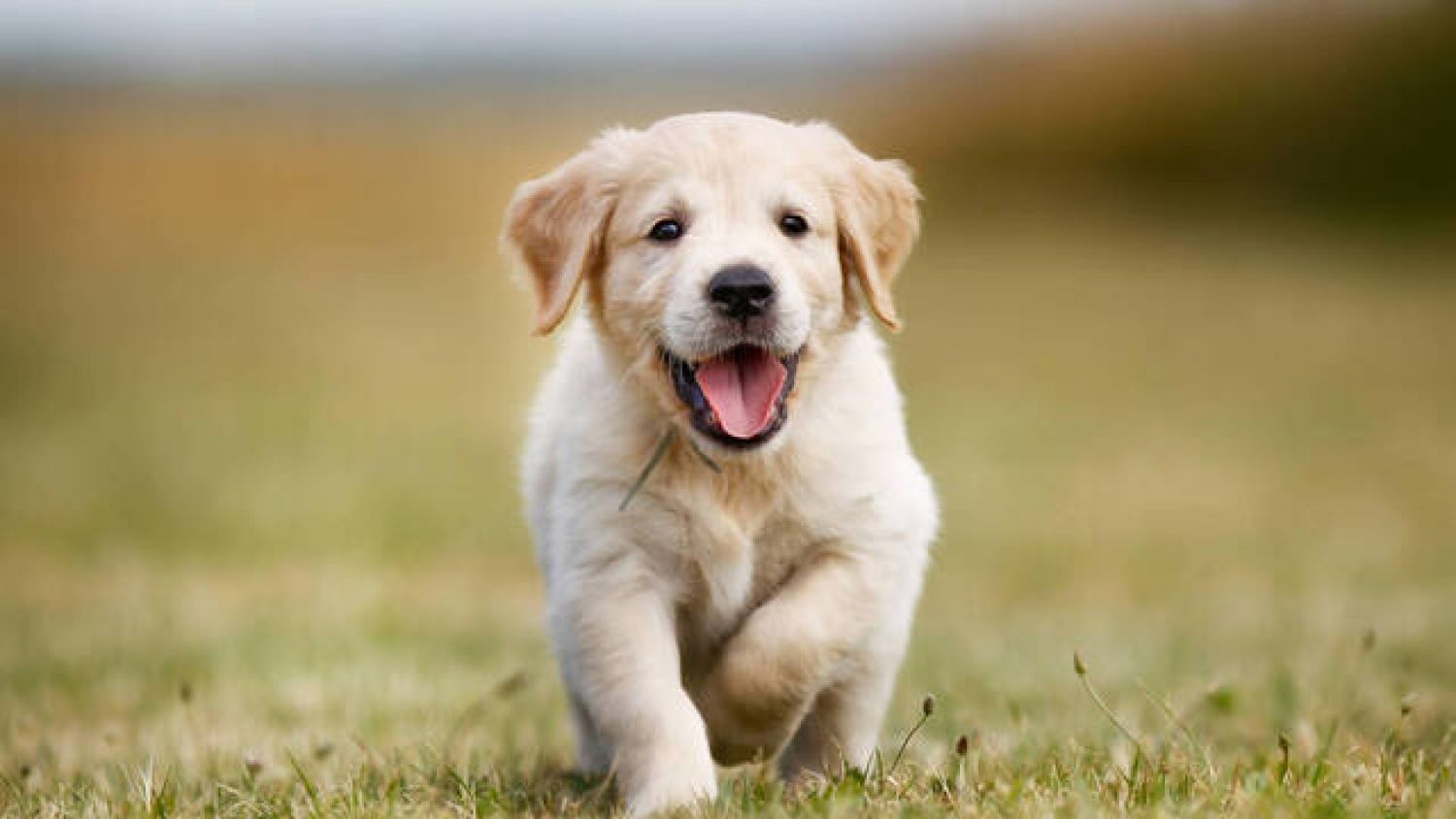 ¿Cómo hacer que tu mascota tenga el mejor desarrollo?