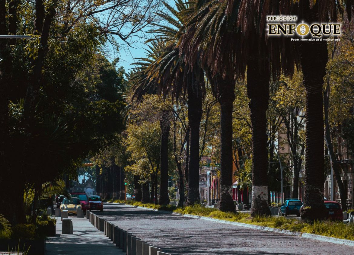 Por plaga retirarán palmeras en Barrio de Analco y Parque Juárez