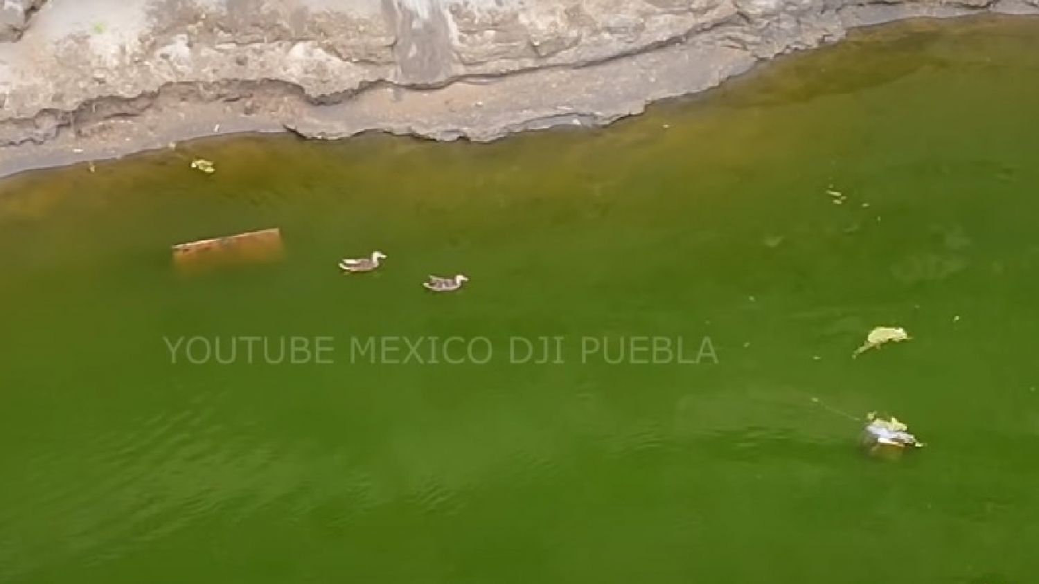 El Socavón de Juan C Bonilla sufre la “invasión” de una Familia de Patos 