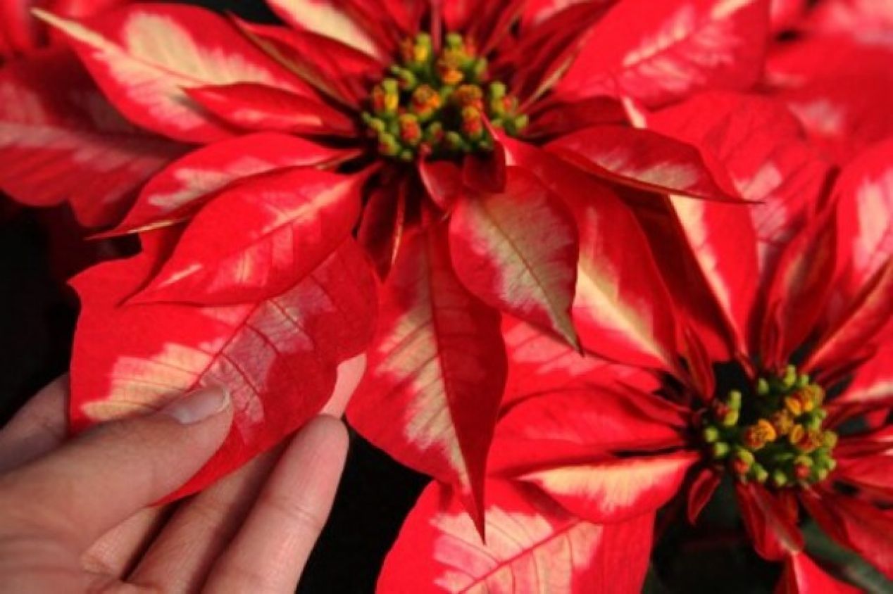 Cuetlaxóchitl: La historia de la flor mexicana que se convirtió en un ícono de la navidad