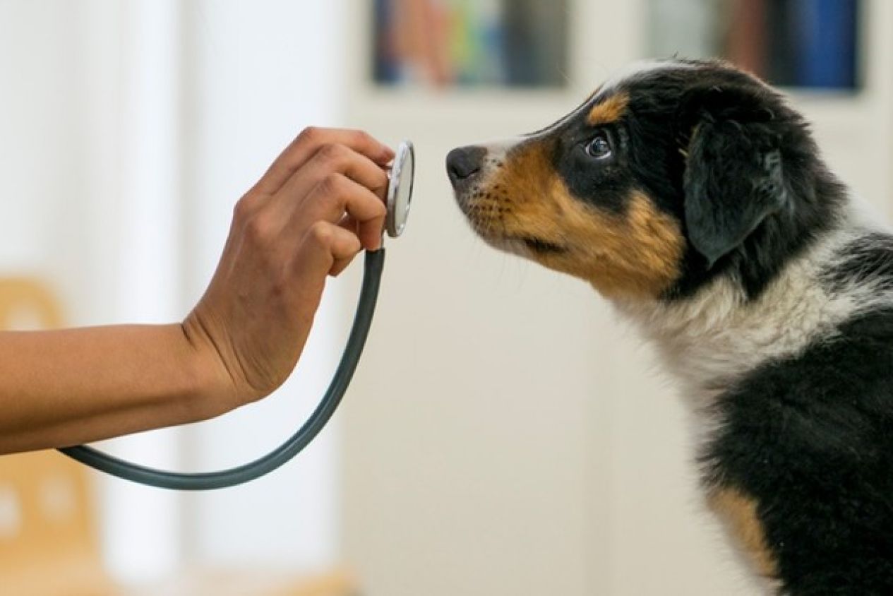 Los perros pueden oler cuando una persona está a punto de sufrir una crisis epiléptica