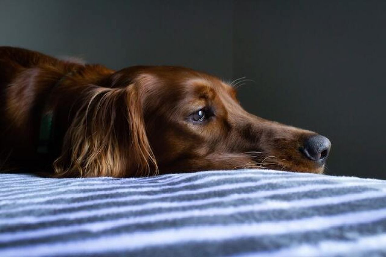 Los perros viven el duelo profundamente cuando fallecen sus seres queridos