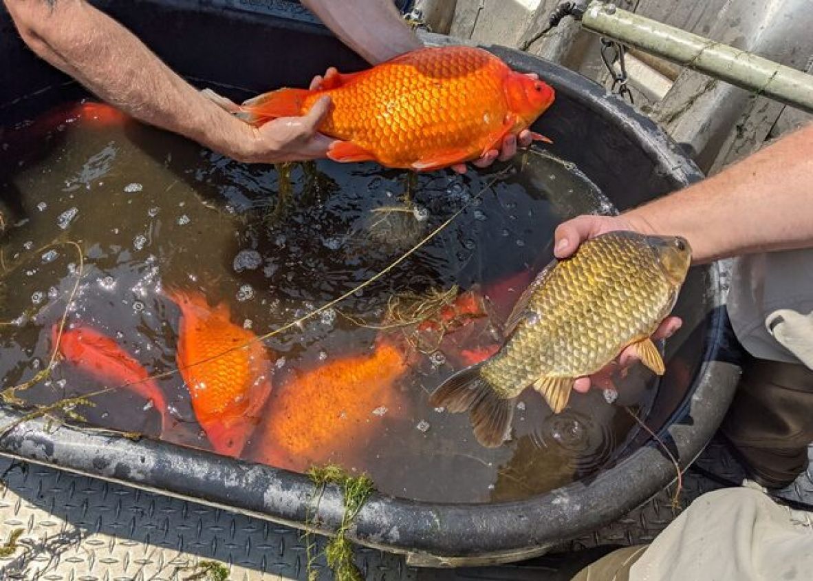 La razón por la que jamás deberías liberar a tus peces en la naturaleza
