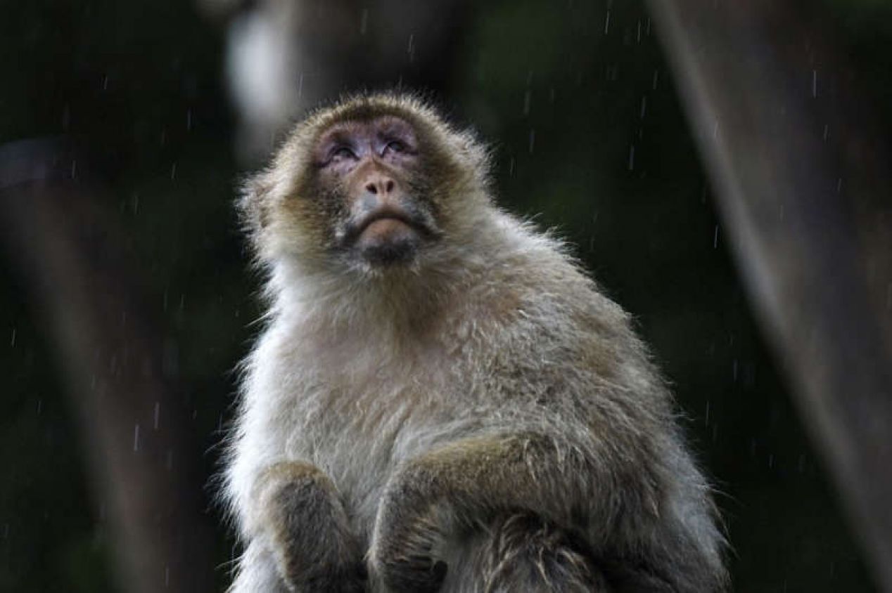 Muere veterinario de China por "virus del mono B" mientras investigaba a primates