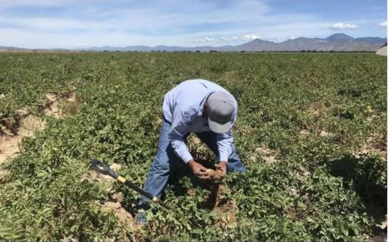 Mexicanos contra la Corrupción revela nexo de red de empresas fantasma y la Sader