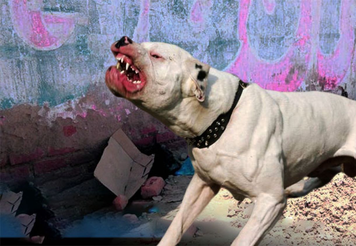 Pitbull le quita la vida a menor de tres años