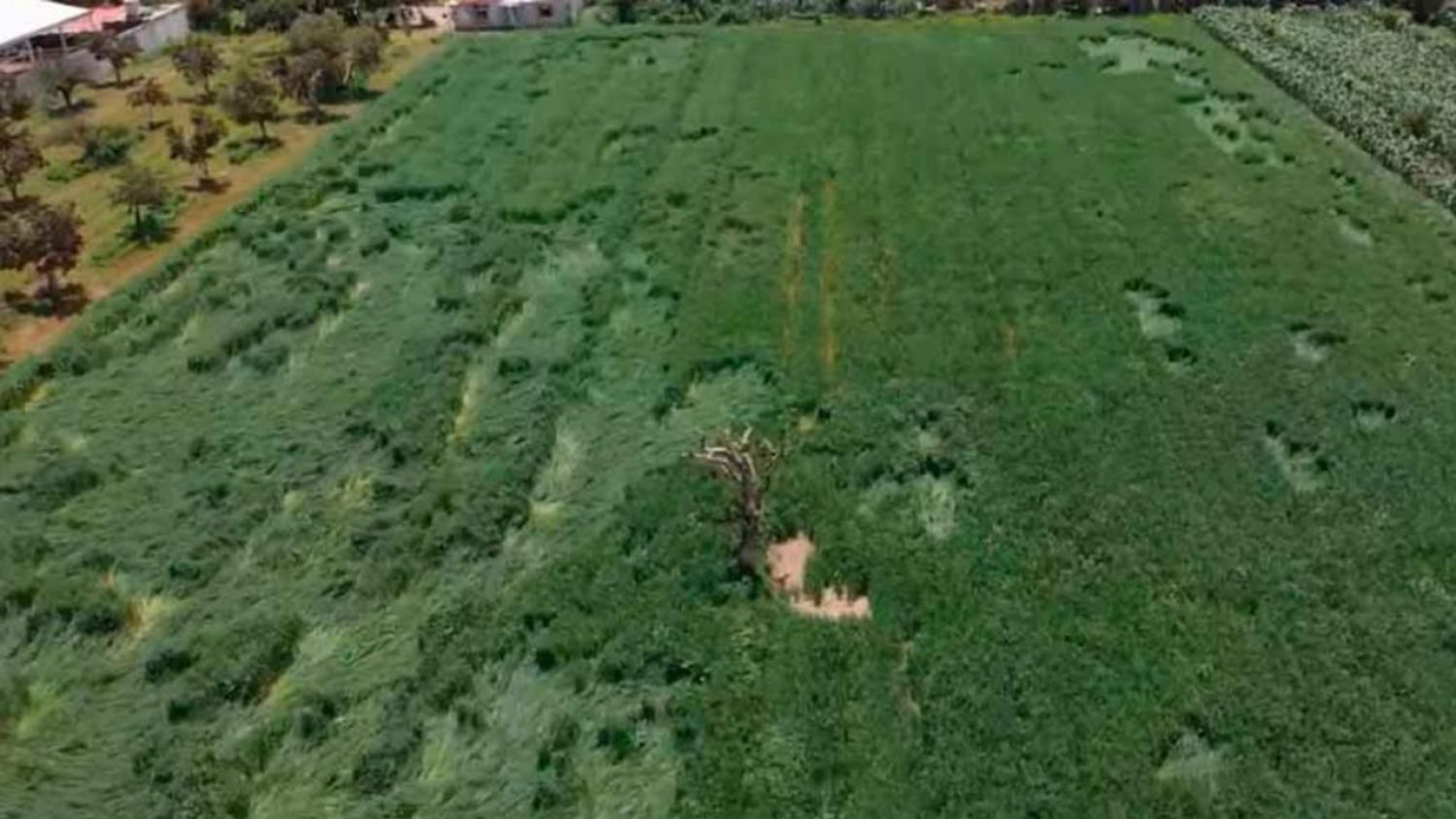 ¡Finalmente! Descubren que causó la aparición de “símbolos” en los plantíos de Juan C Bonilla