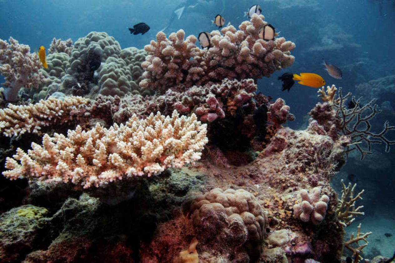 Mantiene Gran Barrera Coral fuera de Lista de Patrimonio en Peligro: UNESCO