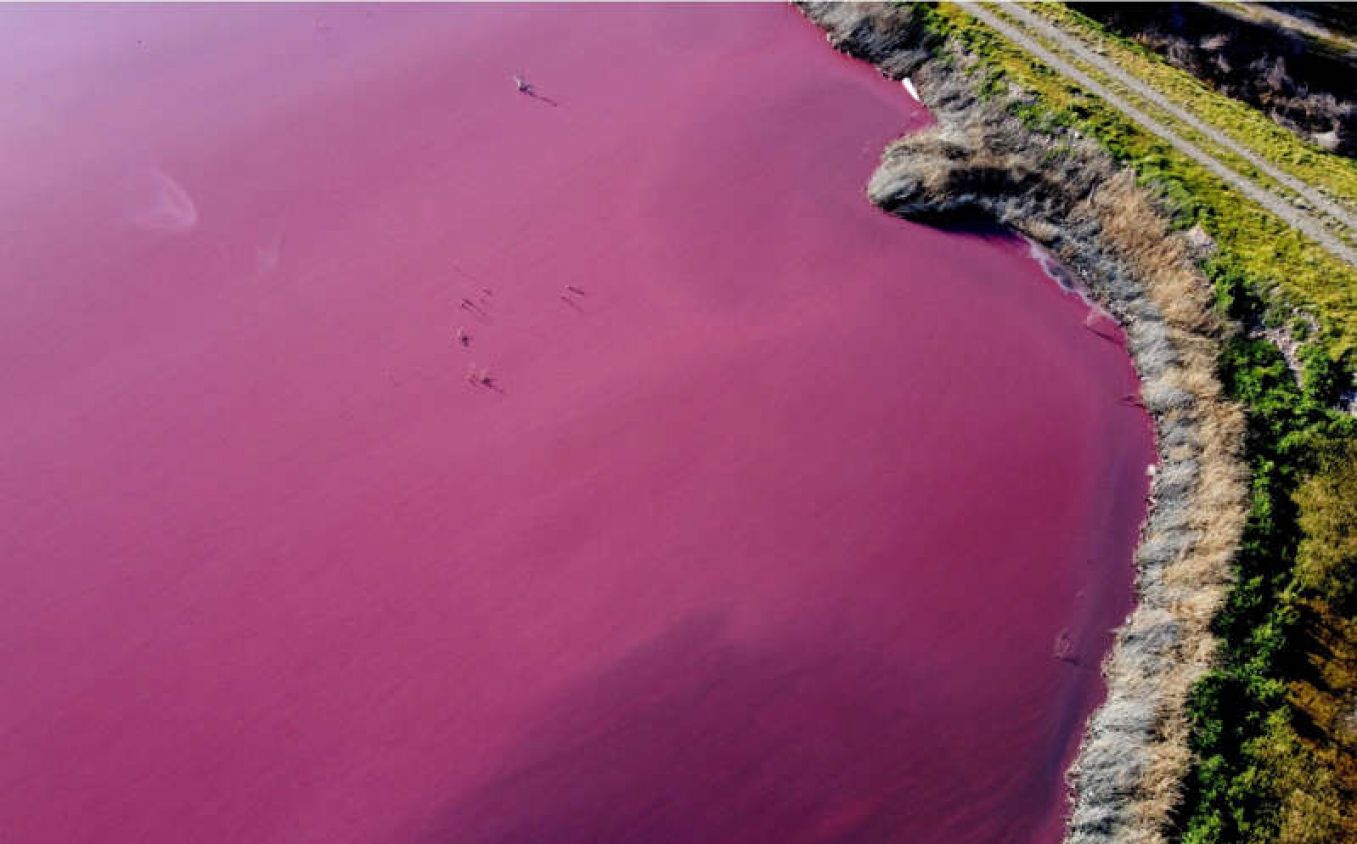 Laguna se pinta rosa y causa controversia