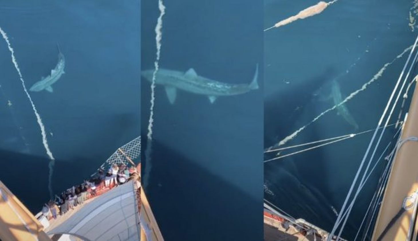 Video: ¿Un megalodón en el Océano Atlántico? La verdad sobre el video viral de Tiktok