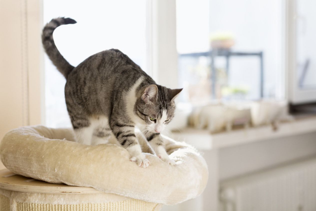 ¿Por qué los gatos amasan con sus patas antes de acostarse?
