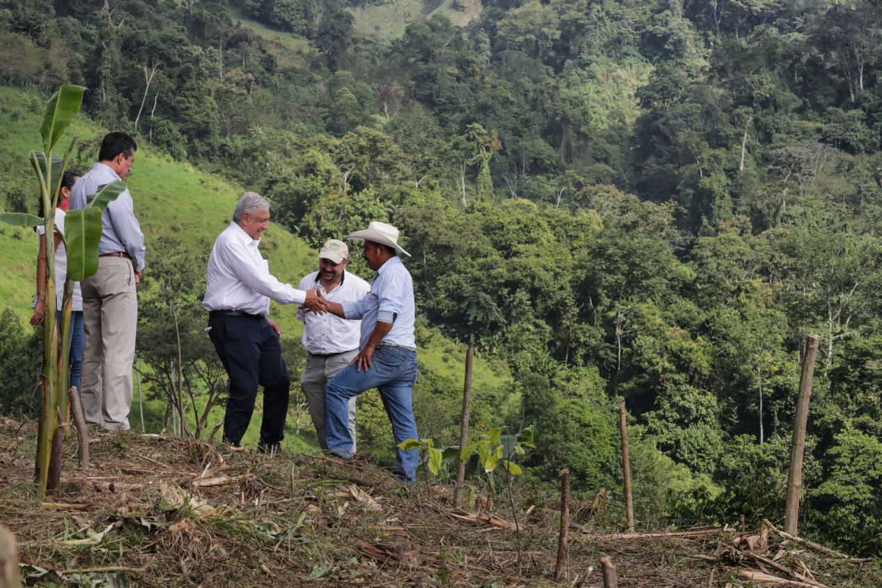 AMLO propondrá a Kamala Harris extensión de 'Sembrando Vida' en Centroamérica