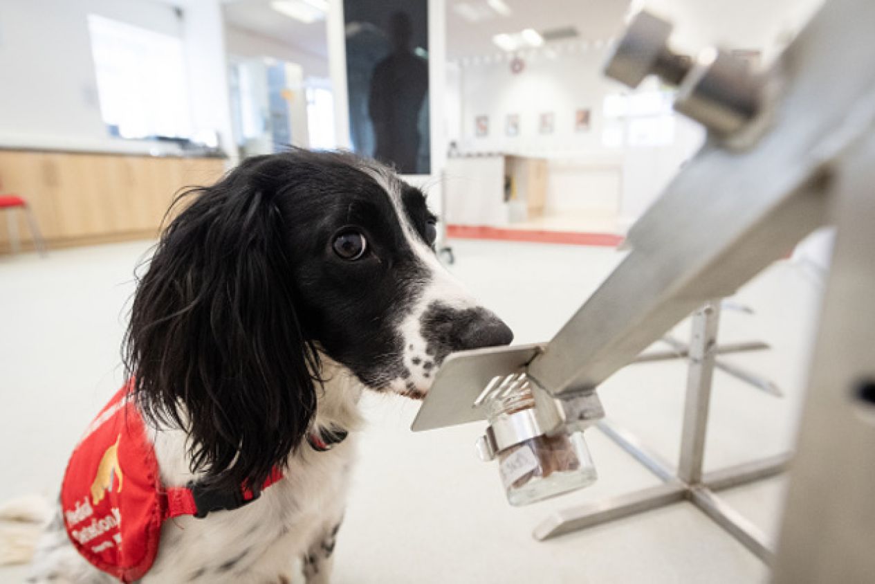 Los perros pueden detectar Covid-19 y hasta personas asintomáticas con 90% de precisión 