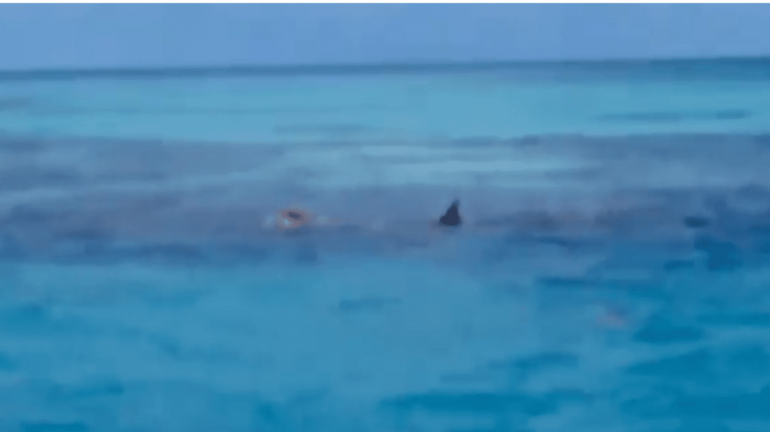 Tiburones devoran el cuerpo de un hombre 