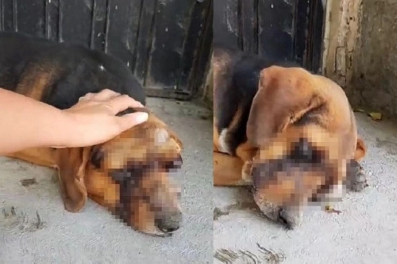 Realizarán en Tehuacán primera audiencia por maltrato animal 
