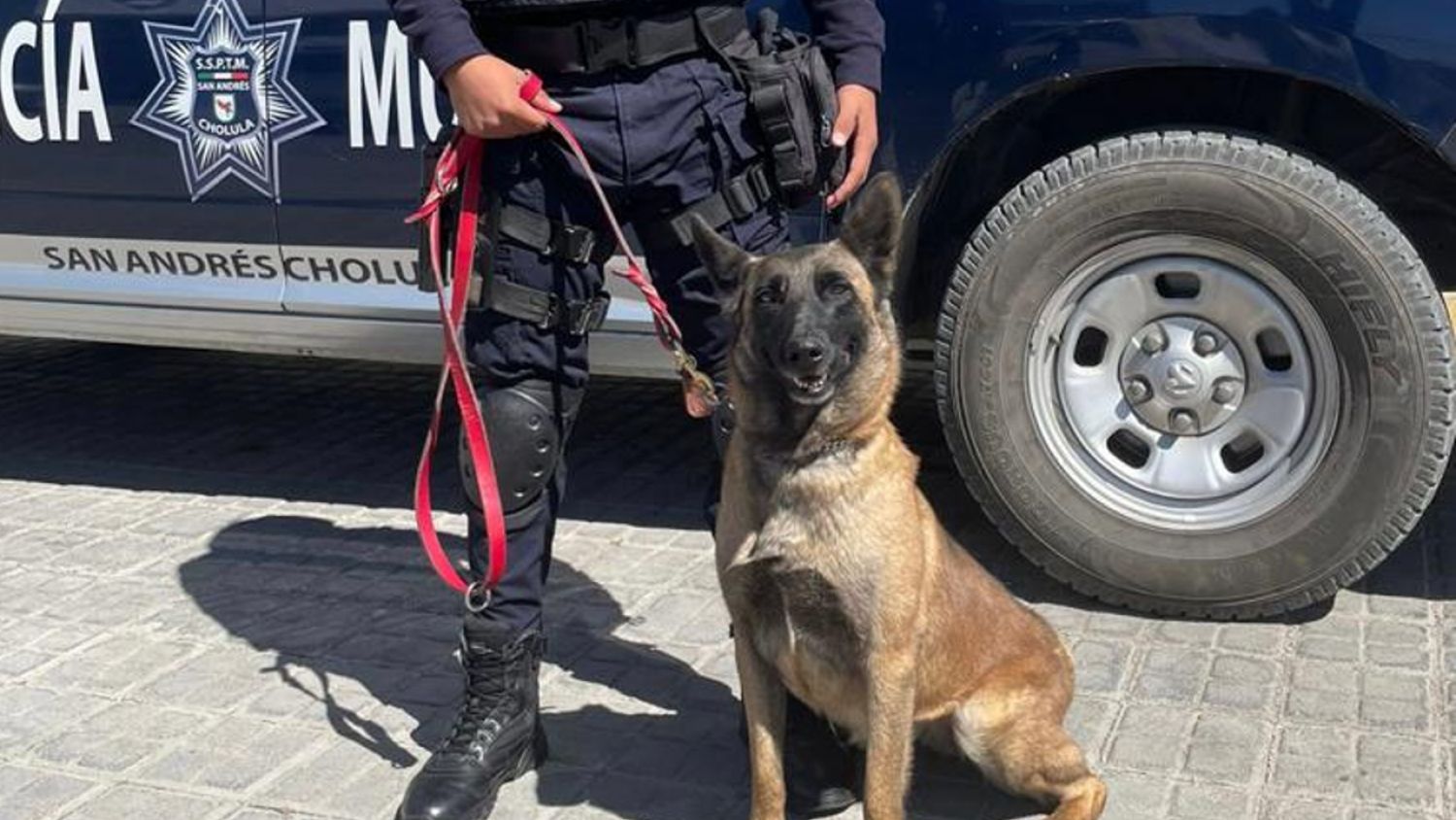 ¡A perros! Capacitan a la unidad canina de la Policía de San Andrés Cholula 
