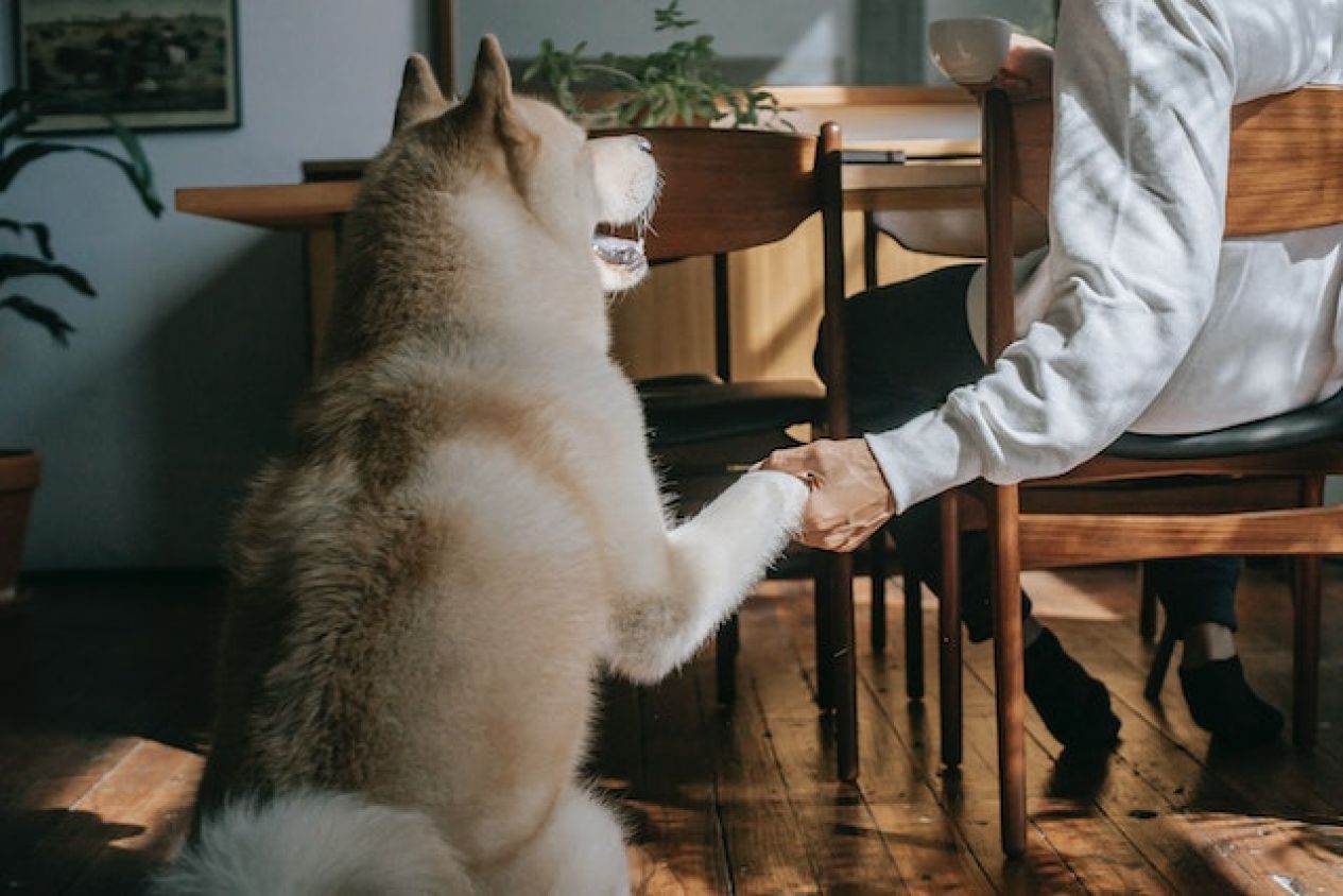 Por qué no deberías castigar a tu perro