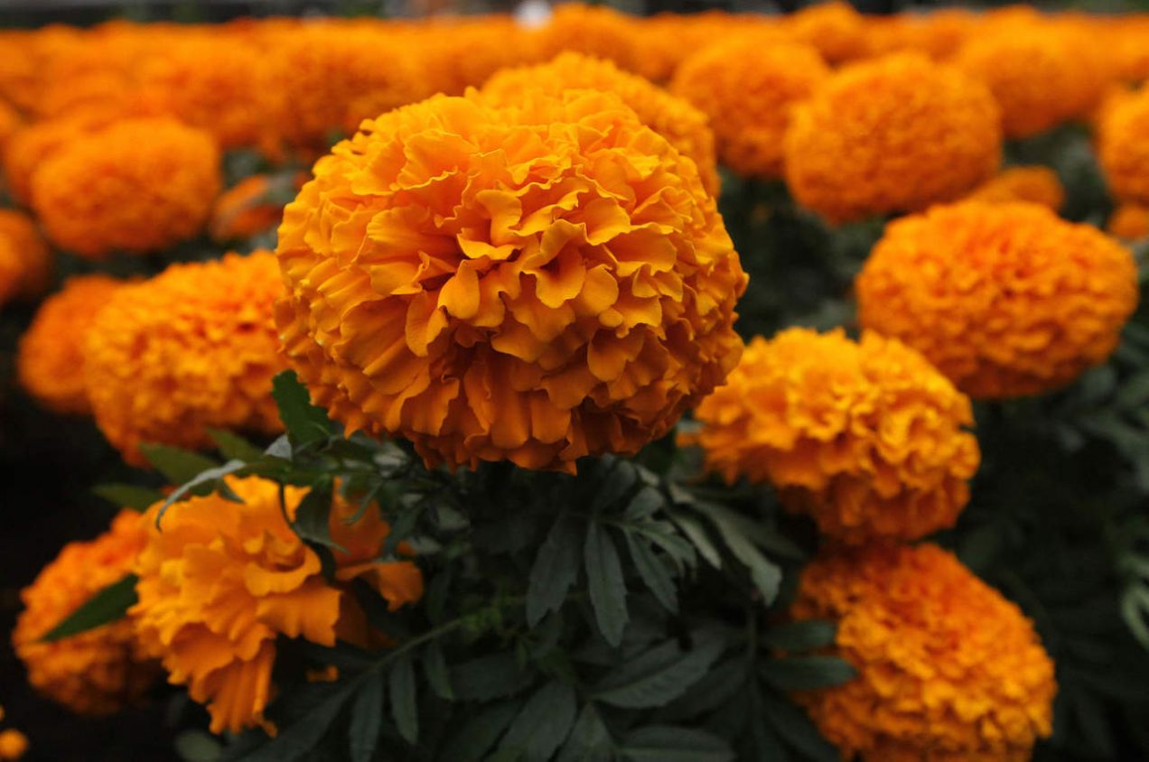 Flor de cempasúchil símbolo de identidad nacional ha sido mejorada en China