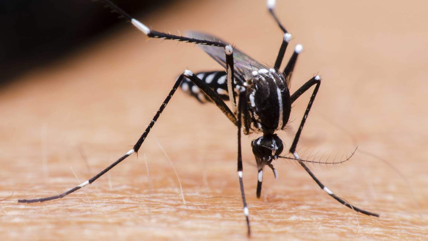 Van confirmados al menos 48 casos de dengue en Sinaloa 