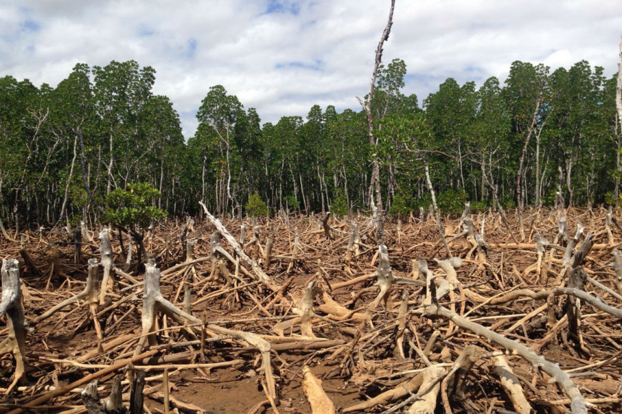 Deforestación a nivel mundial arrasa con 3.7 millones de hectáreas
