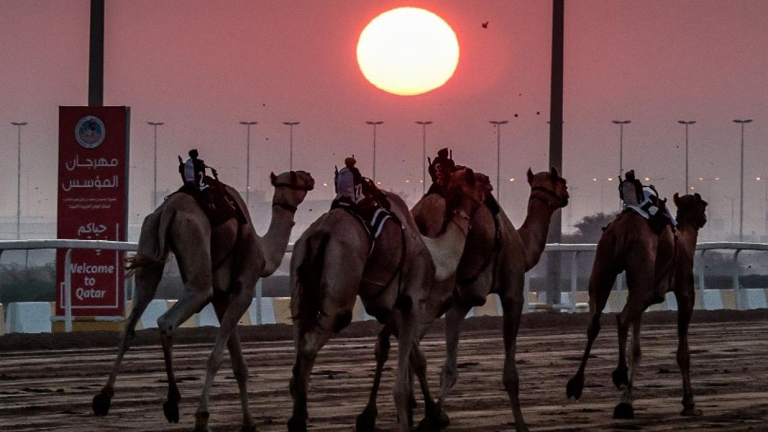 “Virus del camello” preocupa a científicos: advierten sobre brotes globales que se podrían generar tras el Mundial en Qatar