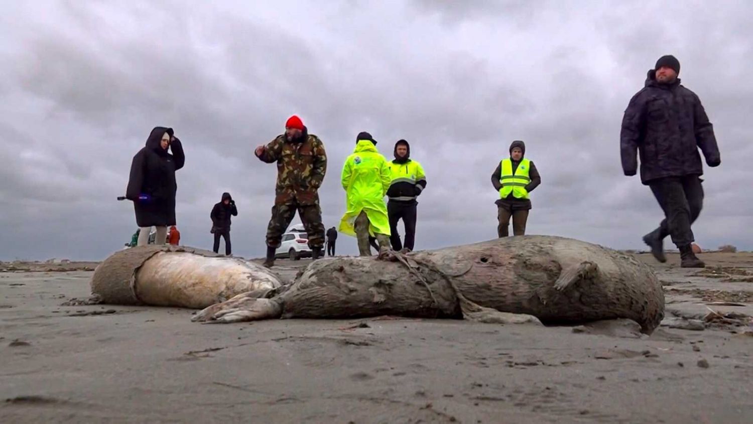 Encuentran a mil 700 focas muertas sobre el mar Caspio
