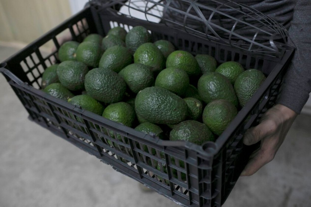 Se espera que exportación de aguacate a Estados Unidos se reanude durante la semana