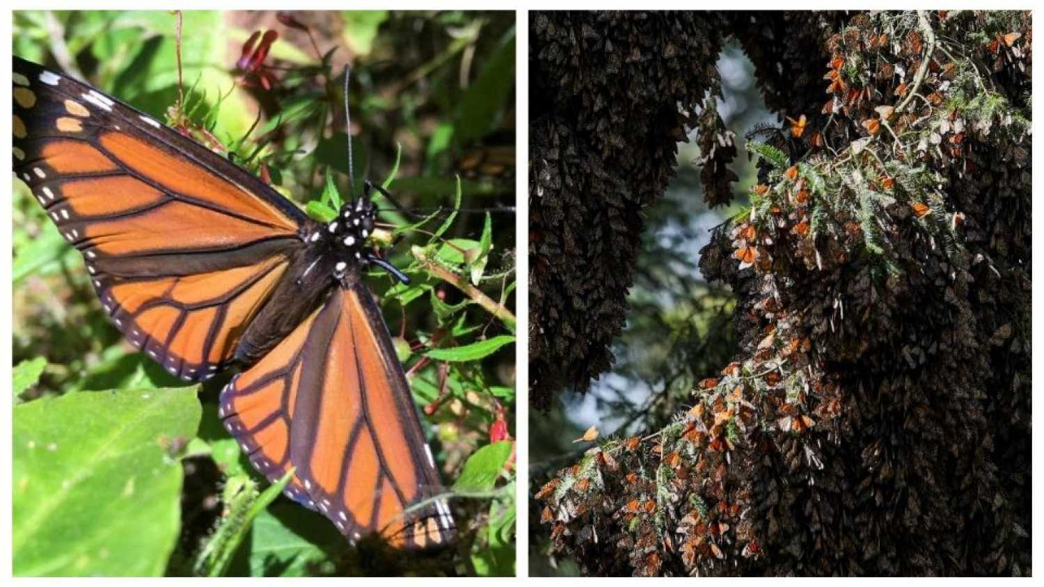 Mariposa monarca ¿desaparecerá? Entra a lista roja mundial de especies en peligro