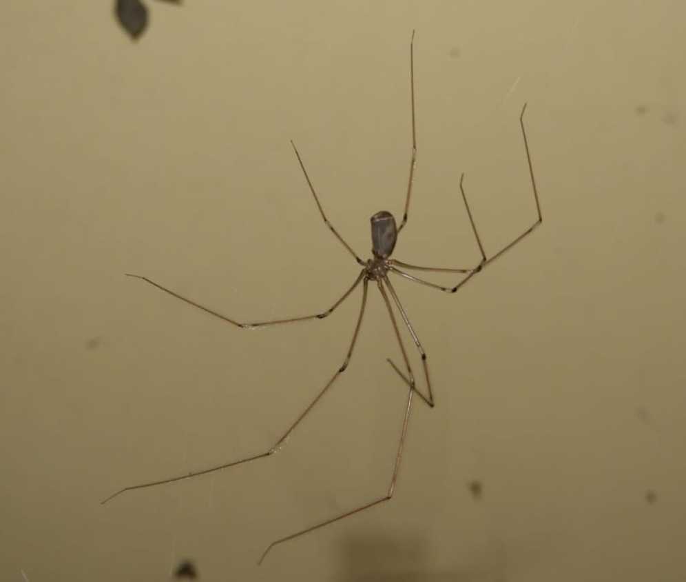 Un especialista explica la razón por la que no deberías matar a las arañas que encuentres al interior de tu hogar.