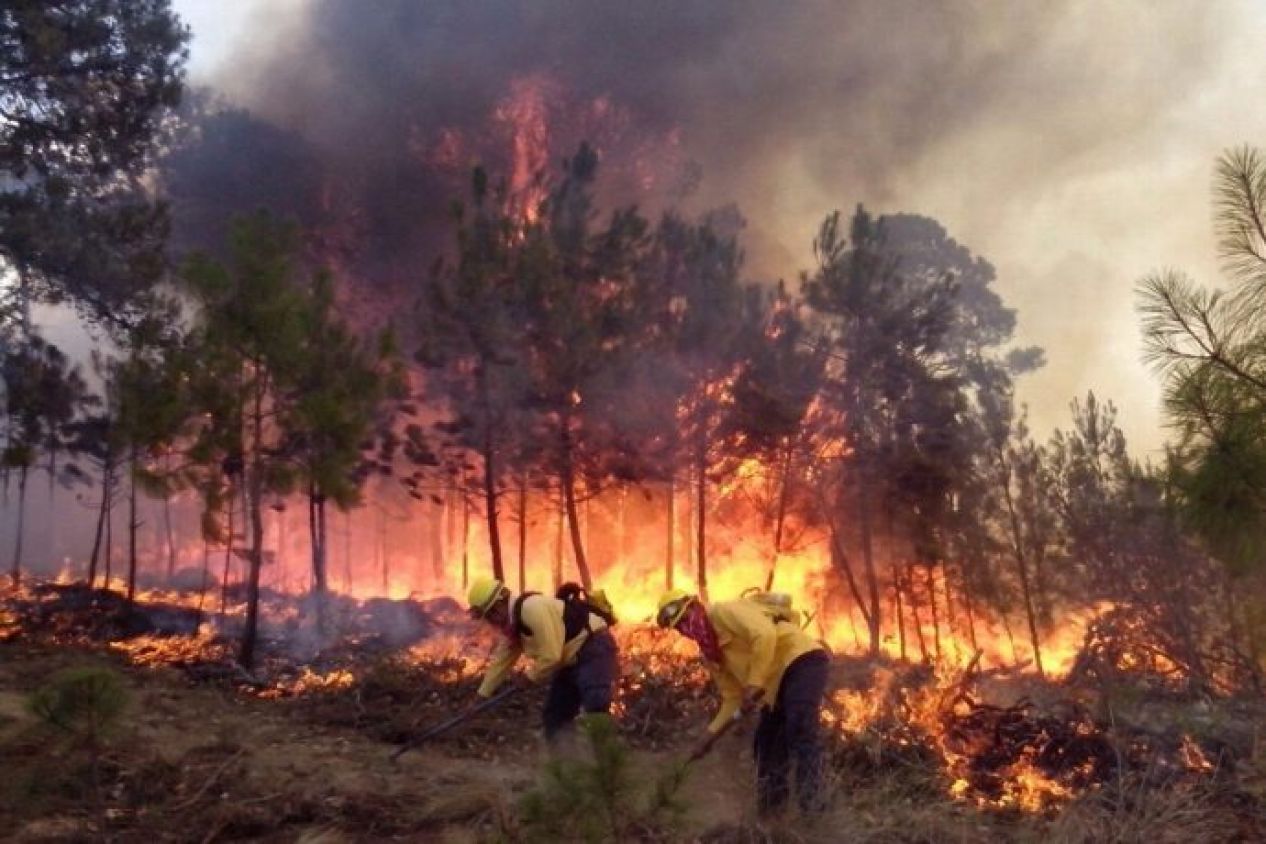 Incendio forestal en Veracruz consume al menos 80 hectáreas en Cofre de Perote