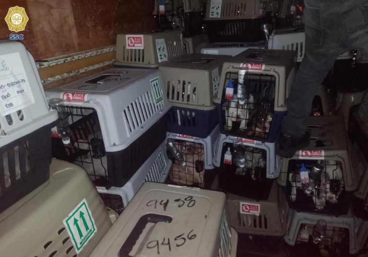 Recuperan a más de 200 perros procedentes de Colombia que fueron robados del AICM; hay un detenido