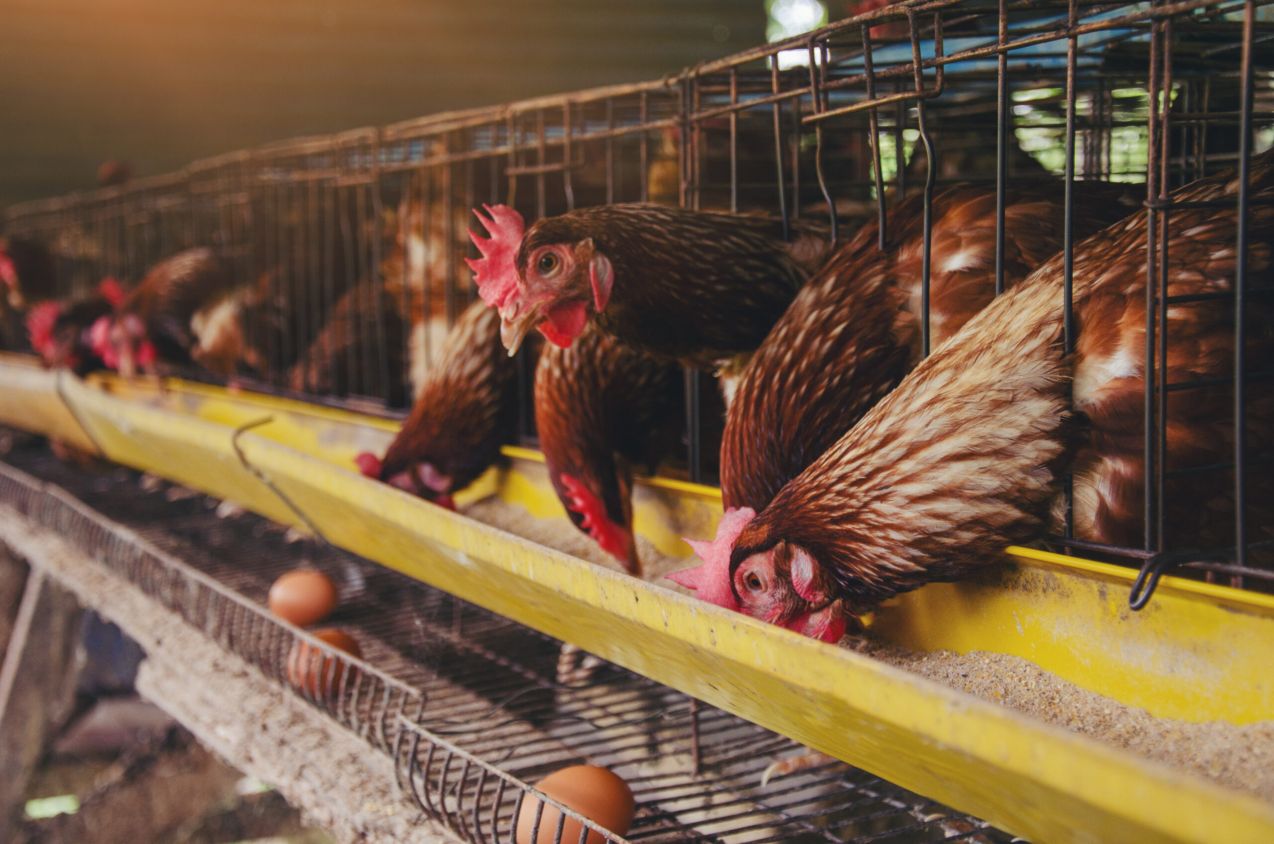 EEUU se encuentra cerca de romper su récord de aves infectadas por gripe aviar