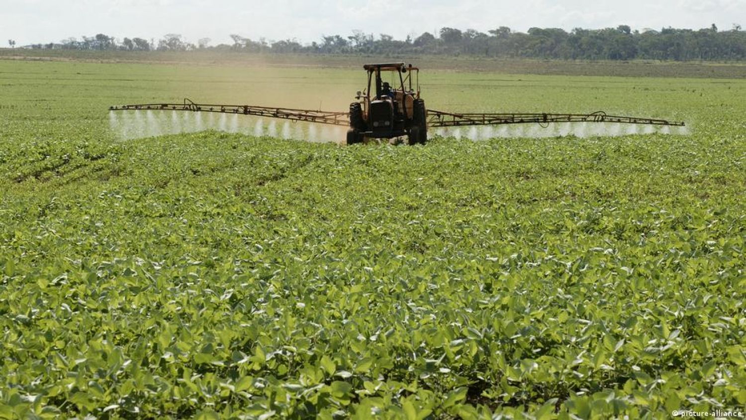 ONU denuncia abuso de pesticidas en Paraguay