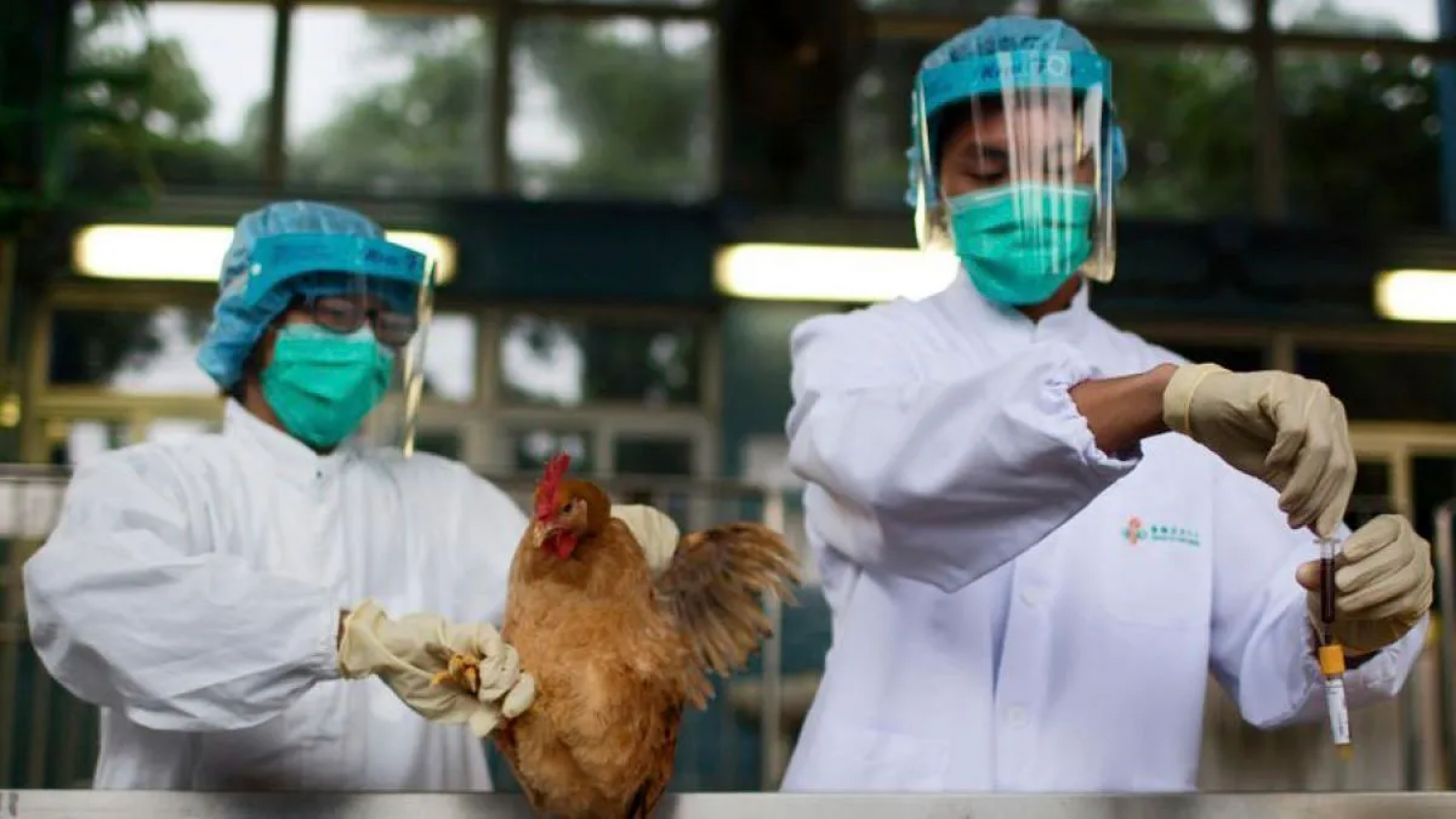Esto es lo que se sabe del primer caso notificado de gripe aviar H5N1 en México