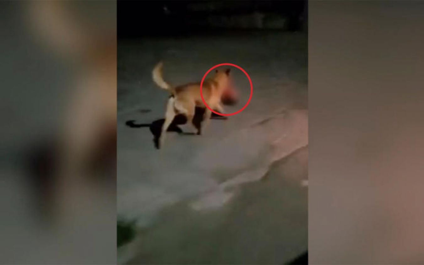Fiscalía de Zacatecas recupera cabeza humana que perro paseó por Monte Escobedo