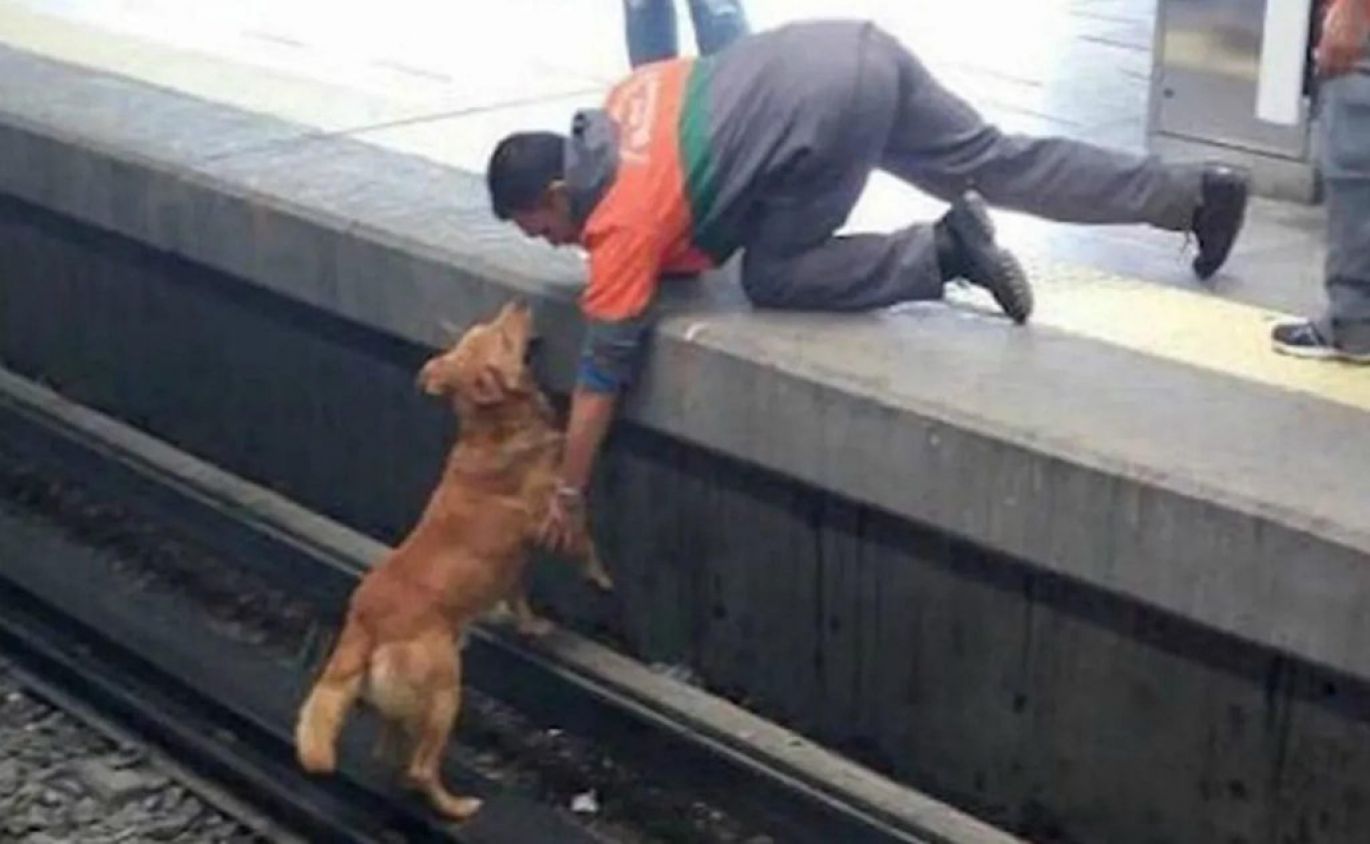 “Lo volvería a hacer”: encarcelan a sujeto que rescató a un perro de las vías del metro de la CDMX.